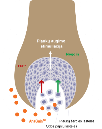Locerin Scheme